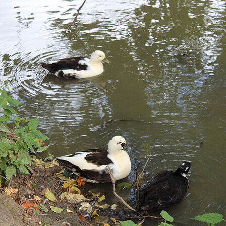 Watervogels
