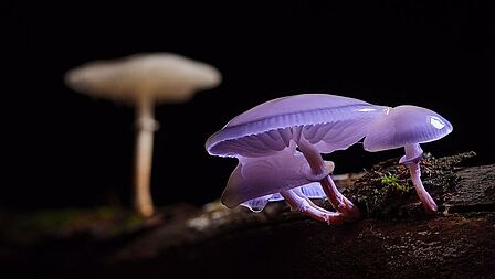 Paarse paddenstoelen